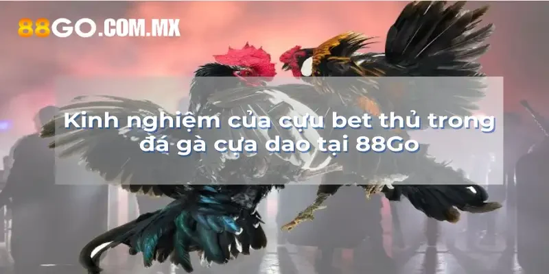 Kinh nghiệm của cựu bet thủ trong cá cược đá gà