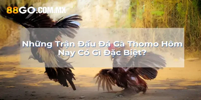 Những trận đấu đá gà có gì đặc biệt